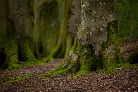 Mystical Woods, Natural green moss on the old oak tree roots. natural fantasy forest backgroundの写真素材