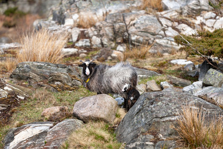 Sheep with lambs graze on the rocks on the stony coast on Kristiansand, Norwayの写真素材