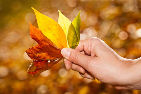 Hand holding autumn leaves 