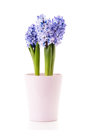 Blue Hyacinth in a pink flower pot.の写真素材