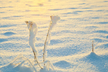 Frost i SvartÃ¥dalenの写真素材