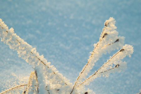 Frost i SvartÃ¥dalenの写真素材