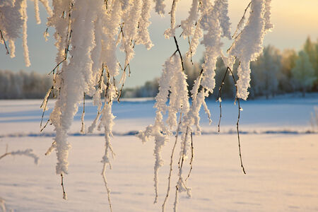 Frost i SvartÃ¥dalenの写真素材