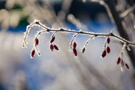 frozen plantの写真素材