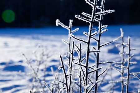 frozen plantの写真素材