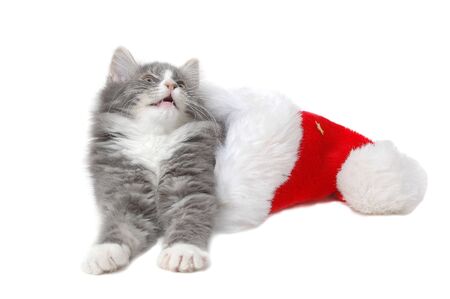 intrigued kitten in christmas bonnet close-upの写真素材