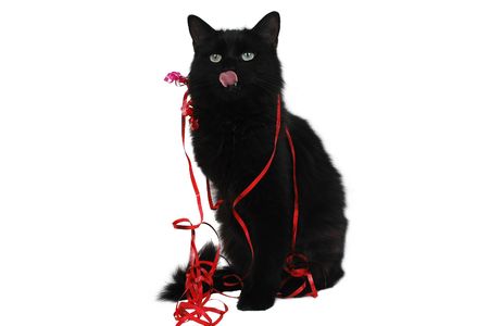 black cat christmas or birthday gift close-upの写真素材