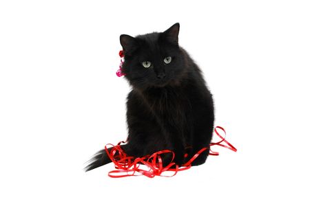 black cat christmas or birthday gift close-upの写真素材