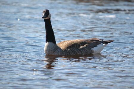 goose on water 2の写真素材