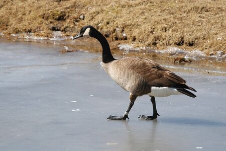 goose on iceの写真素材