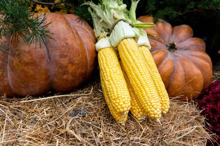Autumn composition with ripe pumpkin, flowers, corn. Thanksgiving holiday concept. Autumn harvest, fall vegetables. texture for designの写真素材