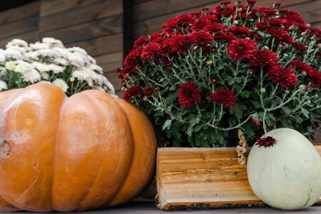 Beautiful autumn composition. close-up Wooden cuts of a deck of firewood and autumn red vibrant flowers, pumpkins with green grass. background, firewood pattern tree. Thanksgiving holiday Halloween concept.の写真素材