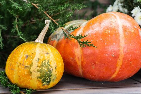 Beautiful autumn composition with ripe Orange and yellow pumpkins on a background of greenery, green grass, bush. Stand on a wooden base.の写真素材