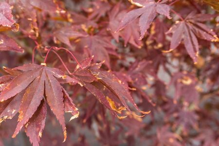 Close-up of bright red Japanese maple or Acer palmatum leaves on the autumn garden