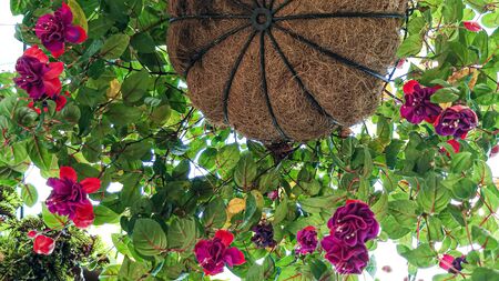 white-pink Bell Flowers Fuchsia Flower. Plants Hanging Fuchsia Flowers. Beautiful fuchsia magellanica flower, Hummingbird fuchsia with green leaves background.の写真素材