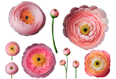 Set of beautiful pastel pink colored ranunculus buttercup flowers isolated over a transparent background, spring or Mother's Day design elements, top view, flat layの写真素材