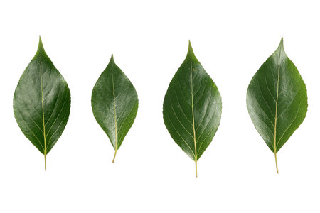ficus leaves isolated on transparent backgroundの写真素材