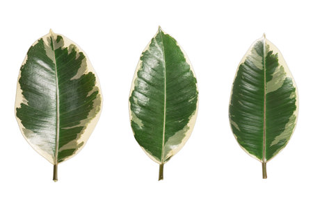 ficus leaves isolated on transparent backgroundの写真素材