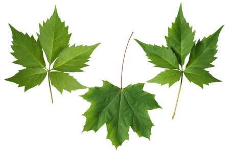 Green leaves set of maple isolated on transparent background