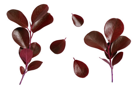 red burgundy ficus leaves isolated on transparent backgroundの写真素材