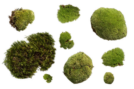 set of green moss isolated on transparent backgroundの写真素材