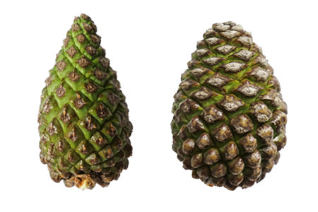 A collection of small pinecones for Christmas tree decoration isolated against a transparent backgroundの写真素材