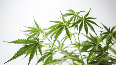 marijuana canabis leaf on field ganja farm sativa leaf weed medical hemp hash plantation cannabis legal or illegal drug leavesの写真素材