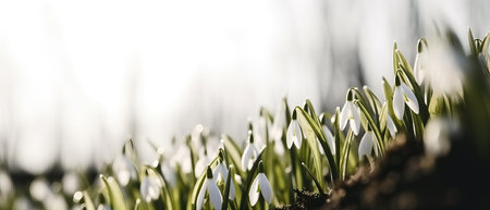 The first spring flowers snowdrops on the snow in nature in the rays of sunlight close-up macro