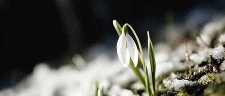 The first spring flowers snowdrops on the snow in nature in the rays of sunlight close-up macroの写真素材