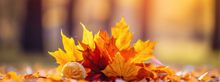 Bouquet of beautiful yellow and orange leaves in an autumn park on a bright sunny day. natural colorful backgroundの写真素材