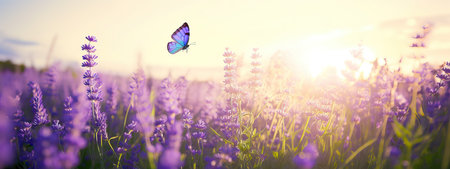 Summer meadow with many summer lavender flowers and butterflies on a sunny dayの素材