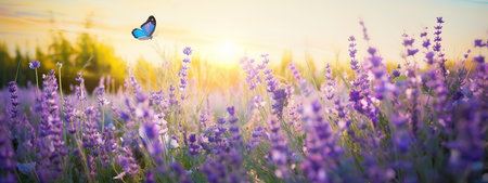 Summer meadow with many summer lavender flowers and butterflies on a sunny dayの素材