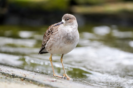 Red shank in nature. Bird close-up. Triga totanus.の写真素材