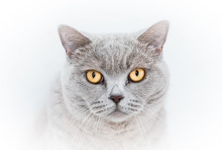 Portrait of British Shorthair cat with yellow eyes on white backgroundの写真素材