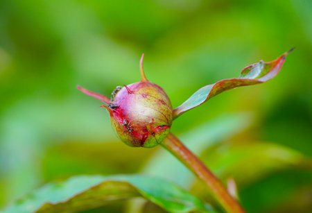 Red peony bud on a green background. Shallow depth of field.の写真素材