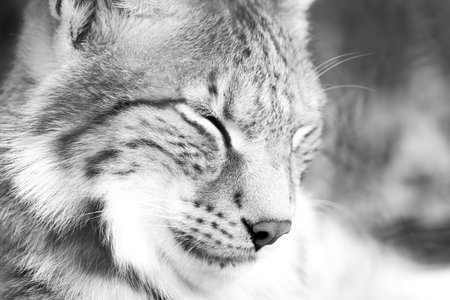 Siberian lynx cat closeup portrait in black and whiteの写真素材