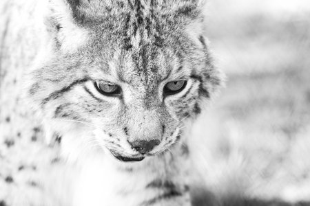 Portrait of a Eurasian Lynx - Lynx lynxの写真素材