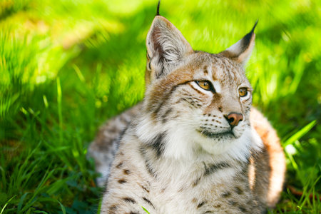 Close-up portrait of a Eurasian lynx in green grassの写真素材