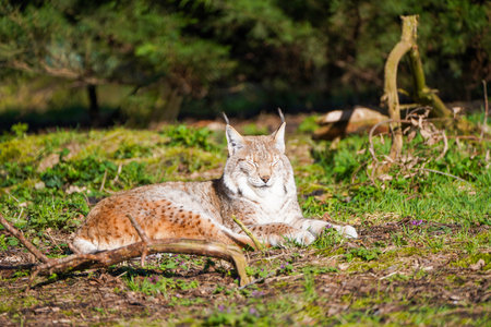 Eurasian Lynx (Lynx lynx) lying on the grassの写真素材
