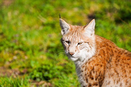 Portrait of a Eurasian Lynx (Lynx lynx)