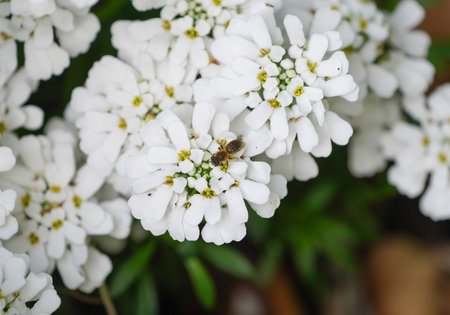 White flowers of the periwinkle candytuft with a wild bee. Iberis sempervirens.の写真素材