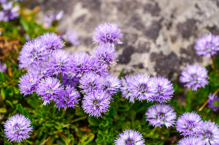 Purple flowers of the globe daisy. Close-up of the flowering plant.の写真素材