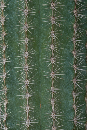 Close up of a cactus with thorns on a green background