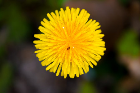 Yellow dandelion flower close-up, macro photography, natural background
