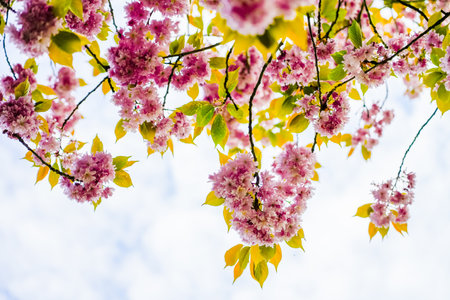 cherry blossom tree in spring with blue sky and white cloudsの写真素材