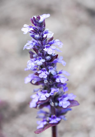 Ajuga reptans, commonly known as European bugleweed.