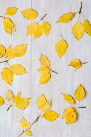 Autumn background, yellow leaves on wooden dyed gray.の写真素材