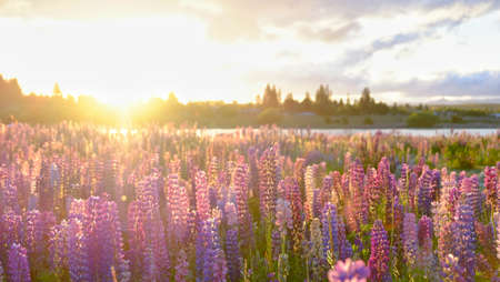 Lupine at Lake Tekapo