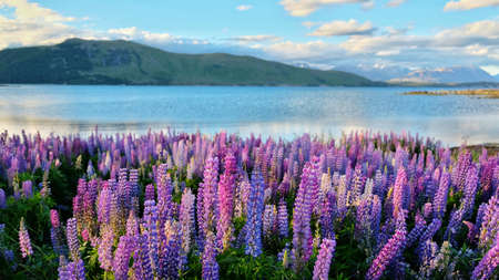 lupines at lake tekapo
