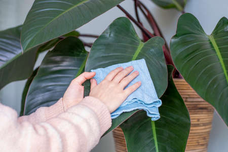 Cleaning dusty green indoor houseplant leaves. Woman hands wiping the dust off a large leaf of a...